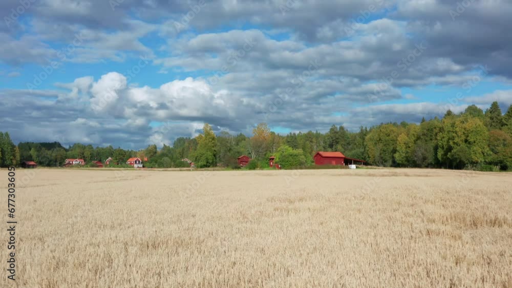 Farm land rural wheat field countryside landscape with wooden house and forest Farm land rural wheat field countryside landscape with wooden house and forest