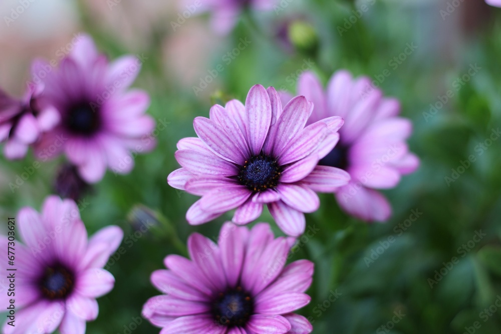 Beautiful view of purple African daisies