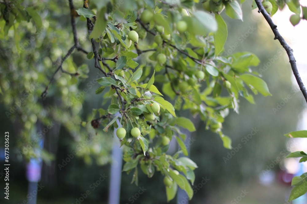 Selective focus shot of small green apples growing on a tree Selective focus shot of small green apples growing on a tree