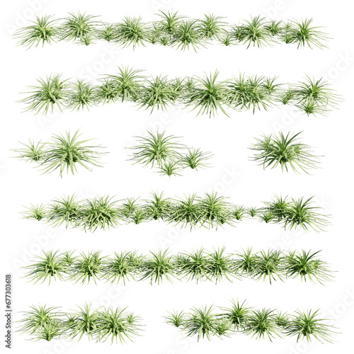 set of agave plants  3d rendering with transparent background  best for 3d visualization   digital composition