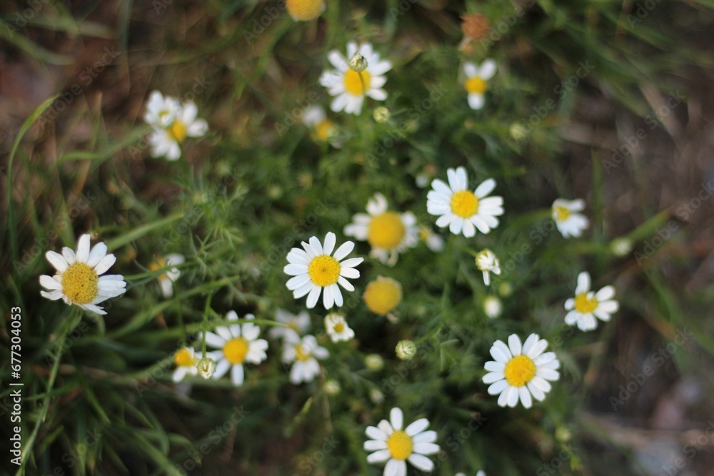 Closeup shot of blooming small daisies in a garden