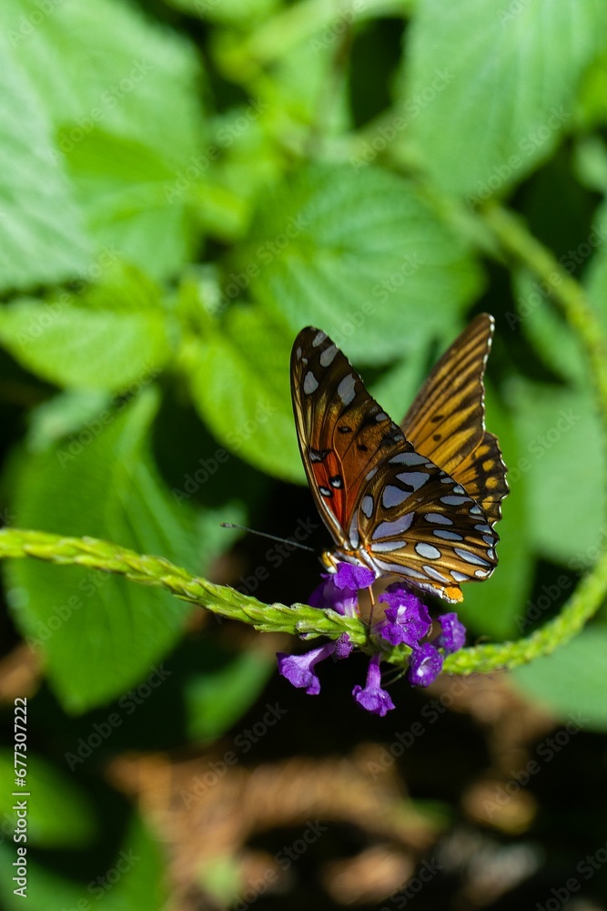 Closeup shot of a butterfly on a purple flower