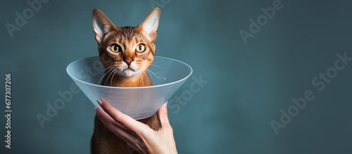 A responsible owner uses a cone on a blue Abyssinian cat for protection and healing vet recommended care promotes fast recovery Pet care and veterinary for healthy animals Copy space image Plac photo