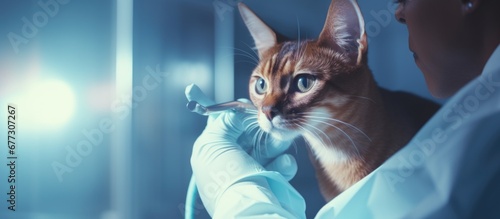 An Abyssinian cat with a collar gets a pill from a caring vet wearing gloves for proper treatment and recovery Copy space image Place for adding text or design