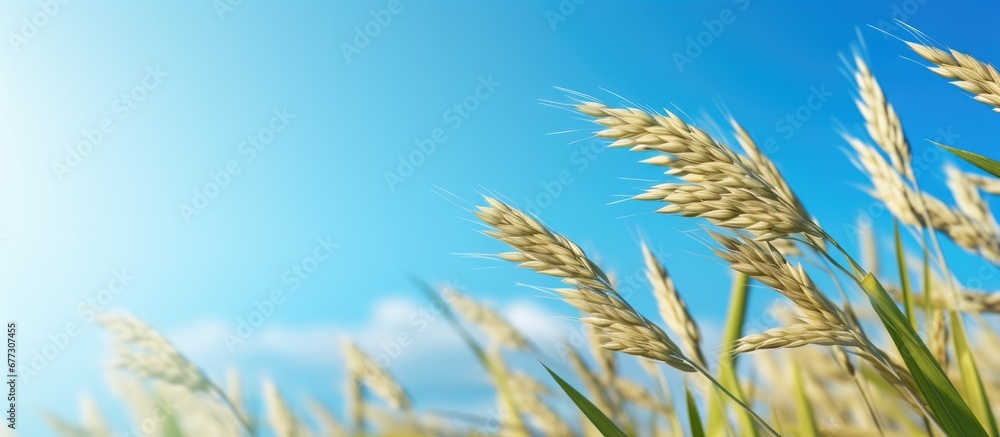 Close up of rice ears under a blue sky Copy space image Place for adding text or design Close up of rice ears under a blue sky Copy space image Place for adding text or design