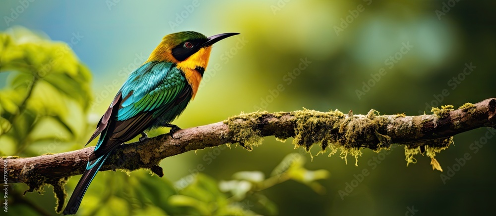 African forest bird Merops gularis perched on a branch in Uganda s Kibale National Park Copy space image Place for adding text or design African forest bird Merops gularis perched on a branch in Uganda s Kibale National Park Copy space image Place for adding text or design