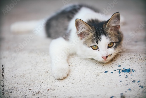 Closeup of adorable Aegean cat lying on concrete ground looking at the camera