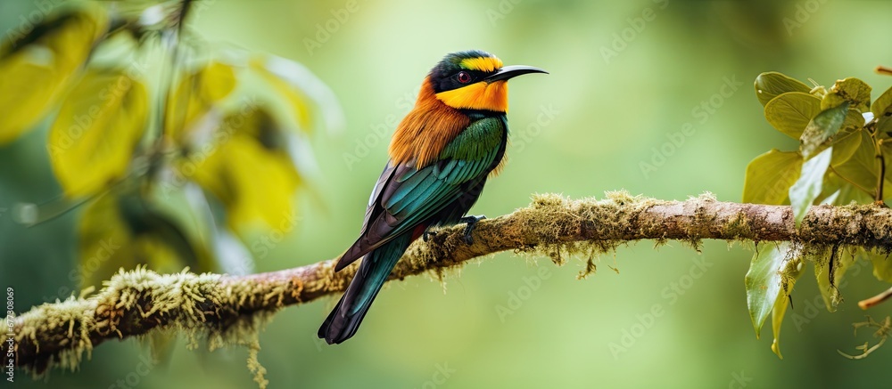 African forest bird Merops gularis perched on a branch in Uganda s Kibale National Park Copy space image Place for adding text or design African forest bird Merops gularis perched on a branch in Uganda s Kibale National Park Copy space image Place for adding text or design