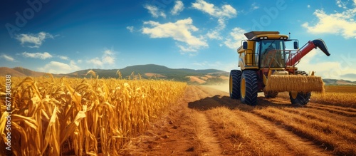 Brazilian farmland s corn harvest Copy space image Place for adding text or design photo