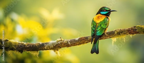 African forest bird Merops gularis perched on a branch in Uganda s Kibale National Park Copy space image Place for adding text or design photo