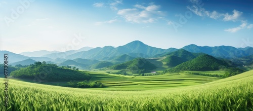 Andong South Korea s scenic festival site features a vibrant green barley field Copy space image Place for adding text or design