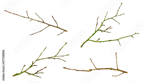 dry twig on white isolated background