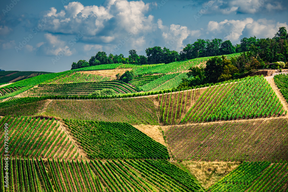 Rows of vines growing grapes at vineyard on the edge of the Black Forest in Germany Rows of vines growing grapes at vineyard on the edge of the Black Forest in Germany