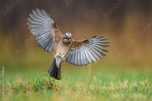 Tableau sur toile Eurasian jay bird ( Garrulus glandarius )