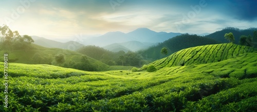 Cameron s tea plantation in Malaysia with blurred foreground Copy space image Place for adding text or design photo