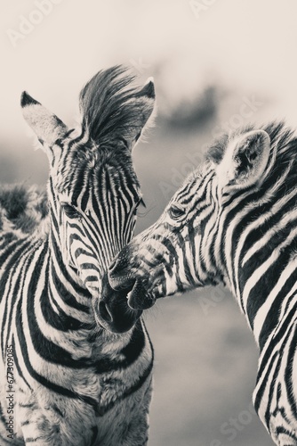 Fototapeta Naklejka Na Ścianę i Meble -  Vertical closeup of zebras playing together shot in grayscale