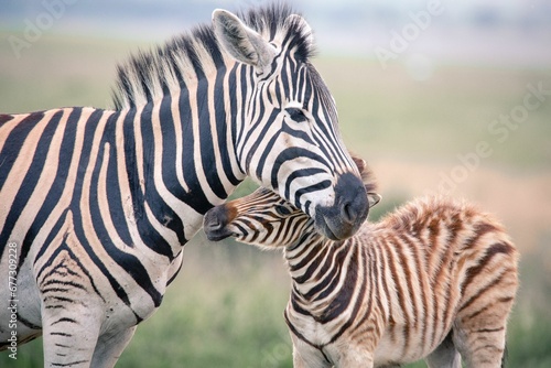 Closeup of a zebra playing with its foal in a field