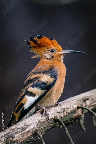 Vertical closeup of a African hoopoe perched on a tree branch © Wirestock