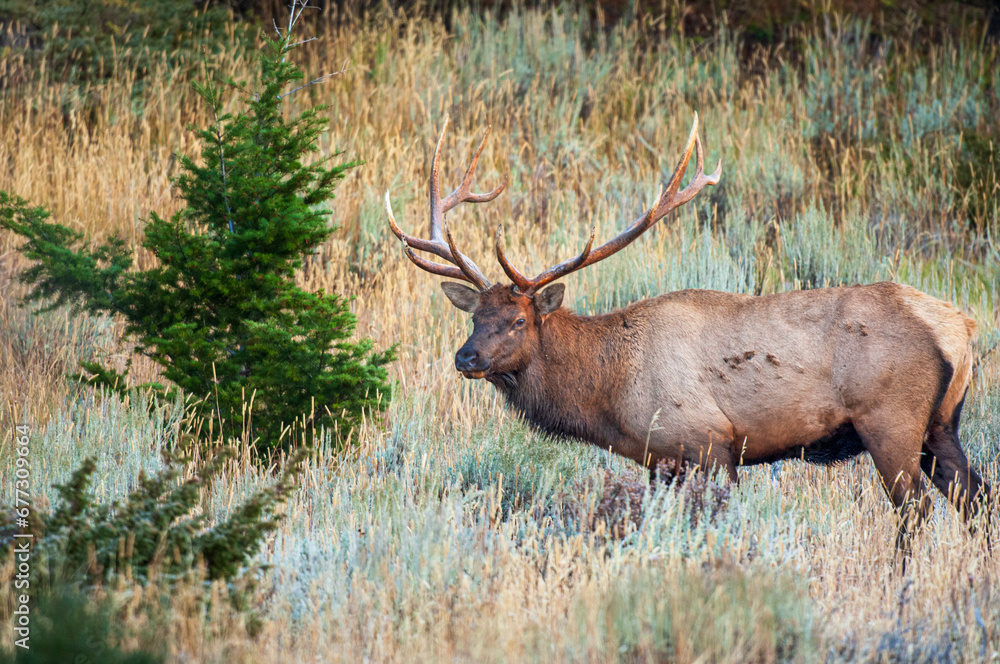 Solitary Bull Elk Standing in Yellowstone National Park
