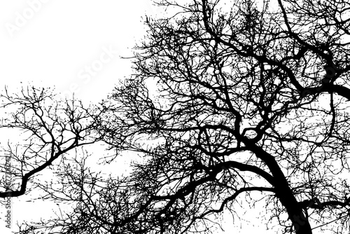 Tree branch silhouette on transparent background