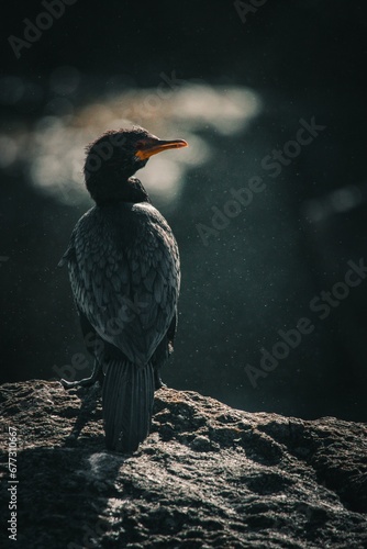 Vertical closeup of a Cape cormorant perched on a rock photo