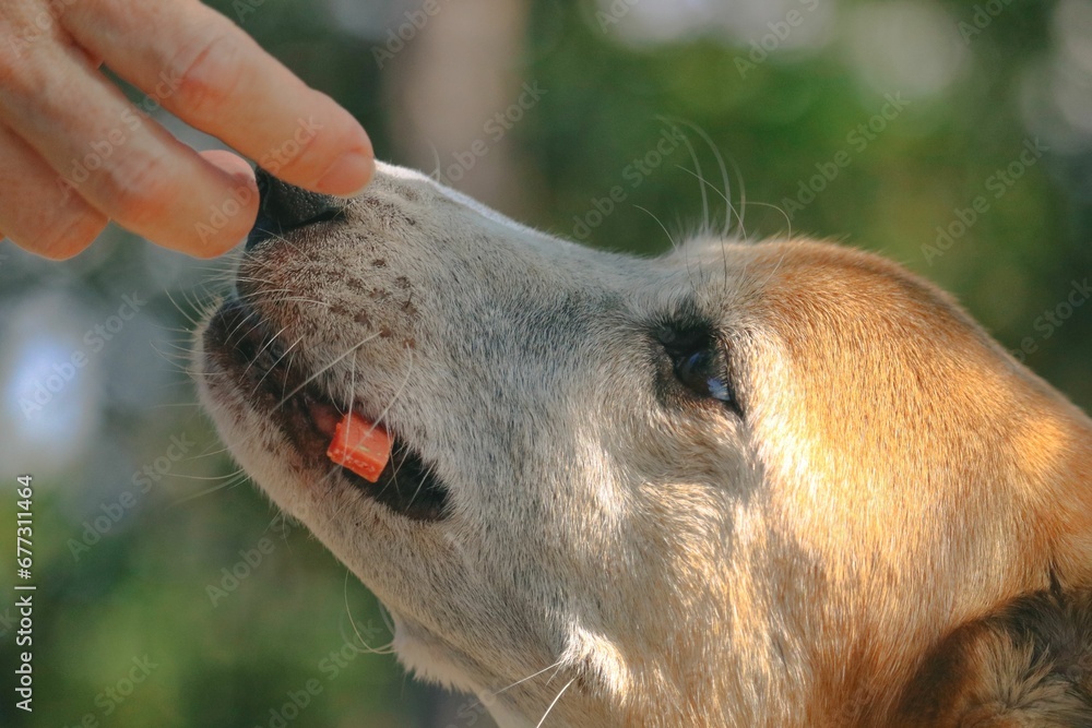 Closeup shot of a dog being touch by its owner Closeup shot of a dog being touch by its owner
