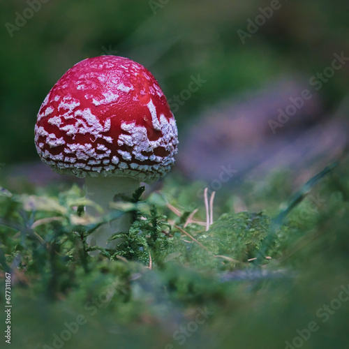 fly agaric mushroom in forest