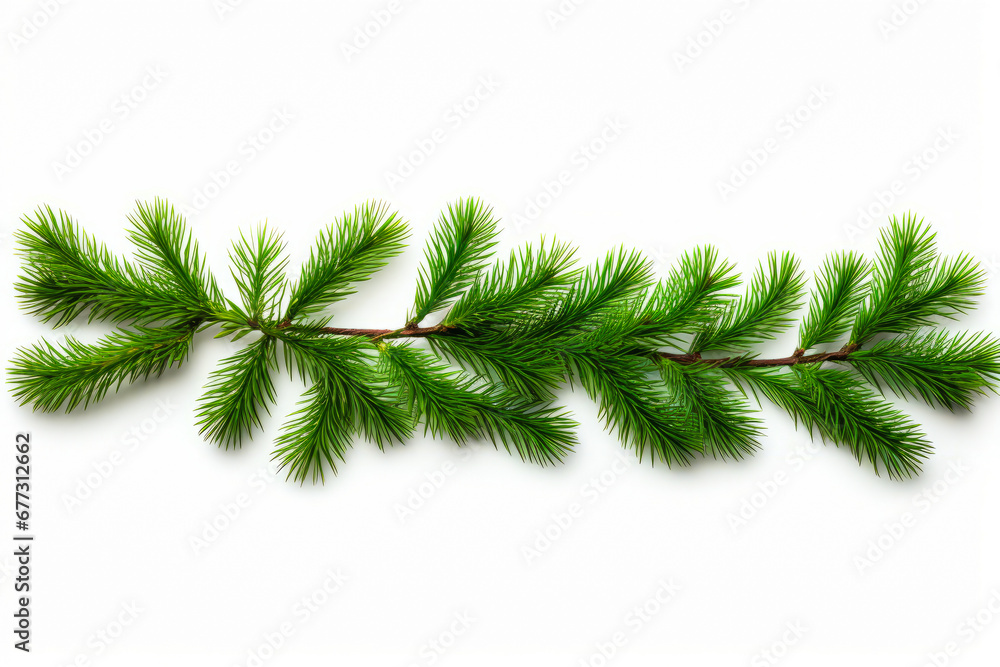 Branch of pine tree on white background with clipping path.