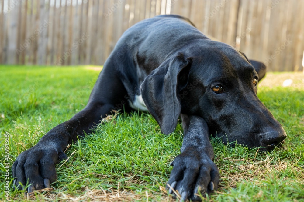 Closeup shot of an adorable black great dane on a field Closeup shot of an adorable black great dane on a field