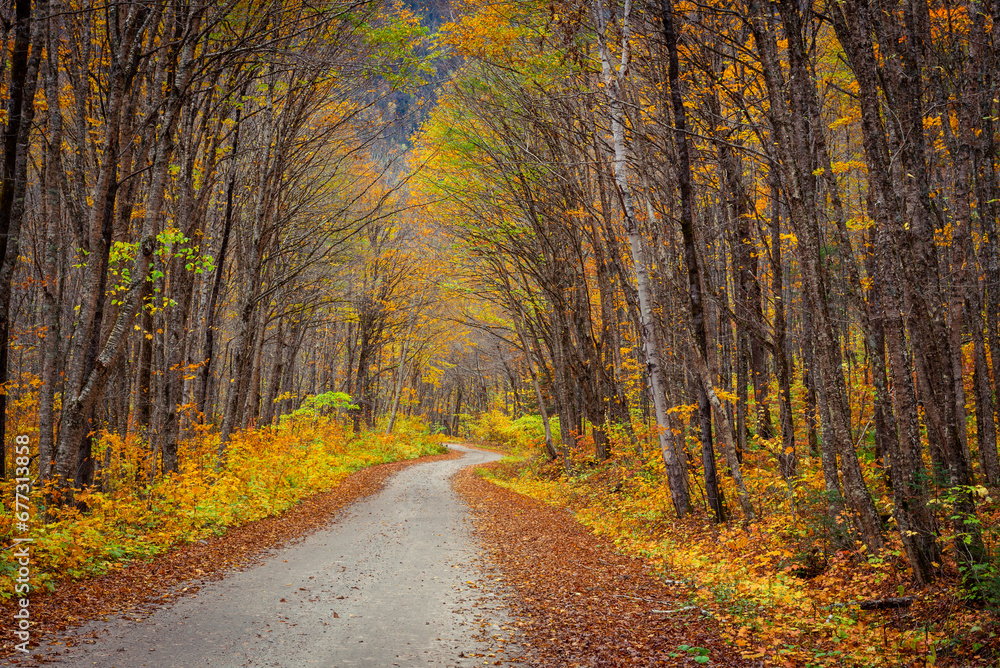 Forest road in canadian park at fall