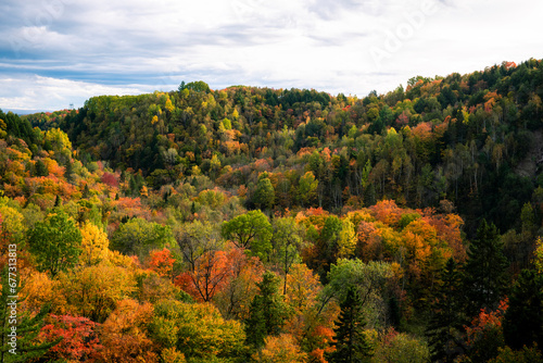 Quebec forest canopy at fall