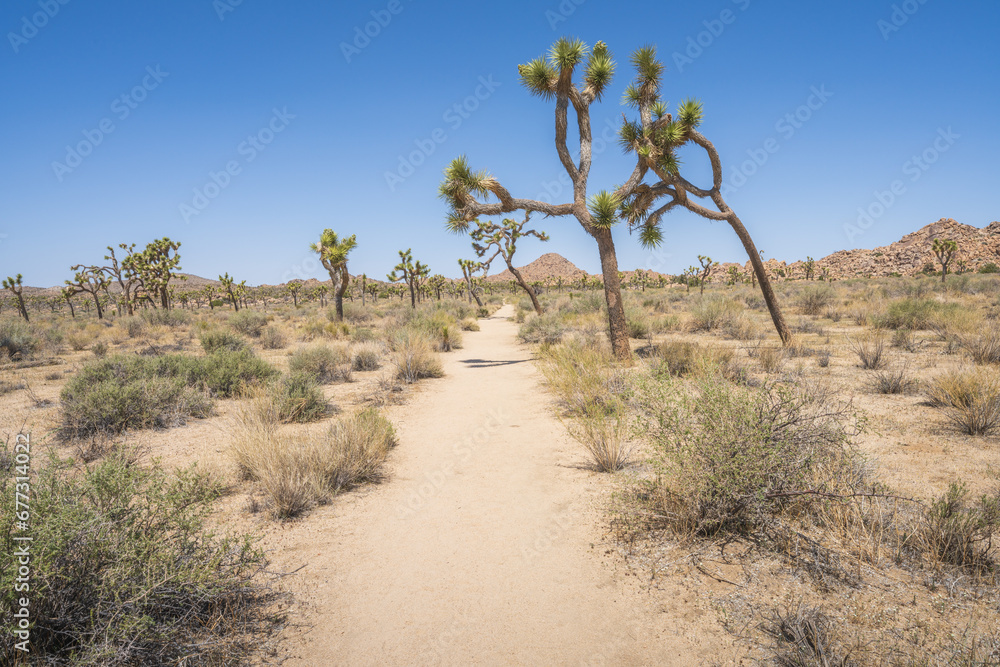 hiking the lost horse mine loop trail in joshua tree national park, california, usa