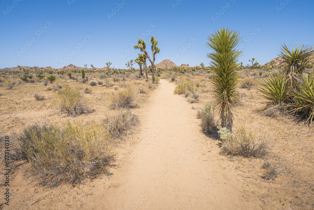 hiking the lost horse mine loop trail in joshua tree national park, california, usa