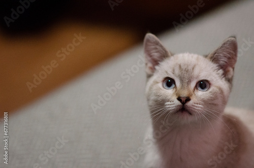 Portrait of a beautiful cute white kitten with blue eyes. Banner with a pet. 