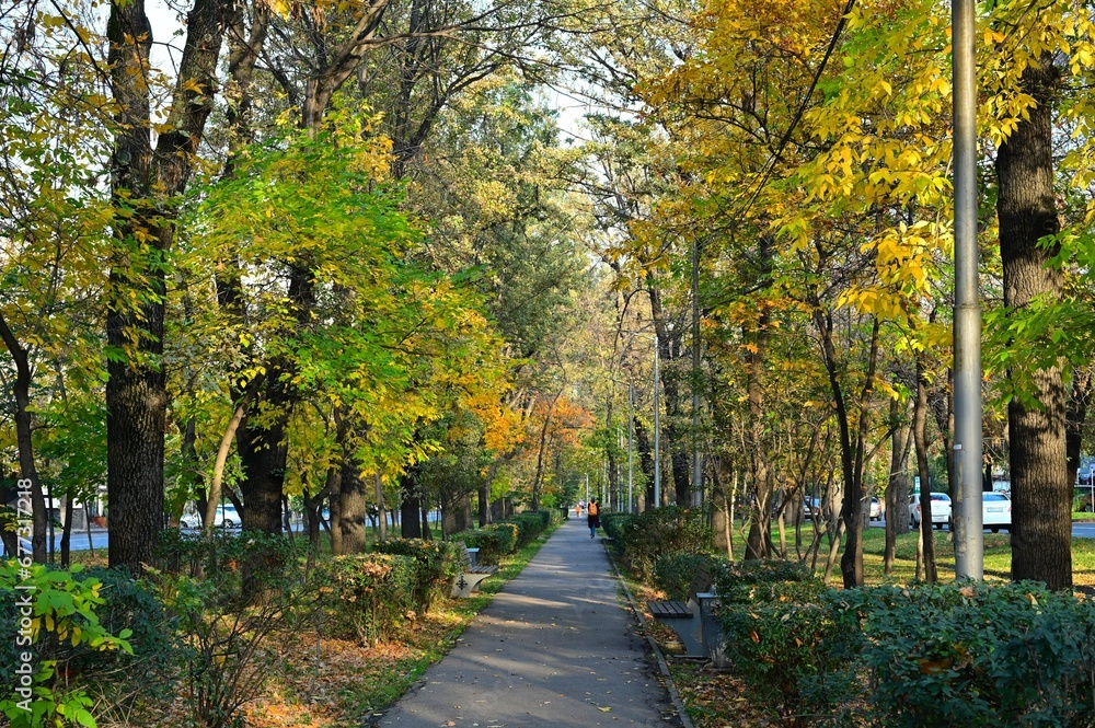 Autumn alley with trees, stretching into the distance in the city of Almaty
