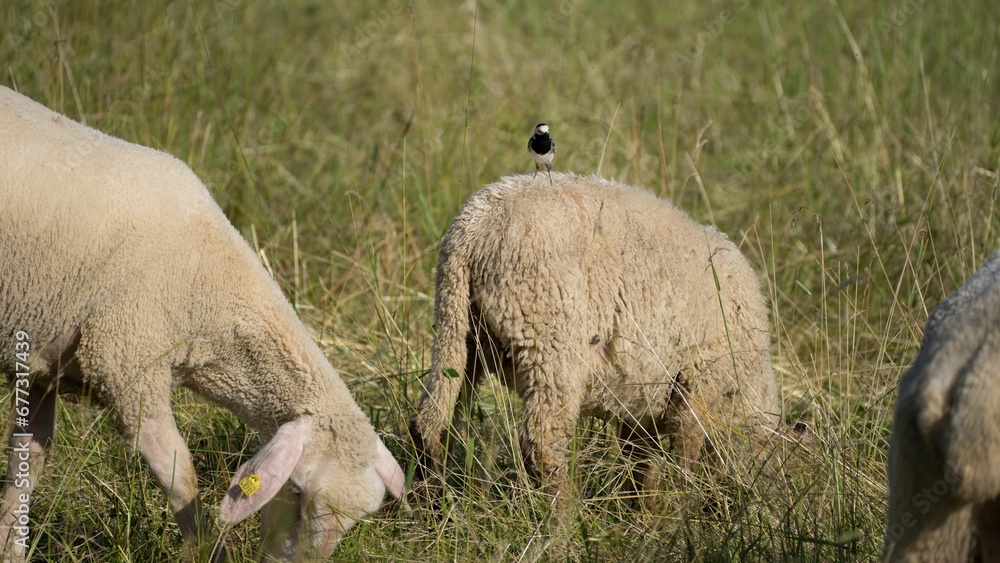 Small Wagtail (Motacilla) on a sheep grazing in a field Small Wagtail (Motacilla) on a sheep grazing in a field