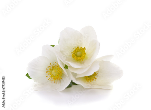 Three white flowers.