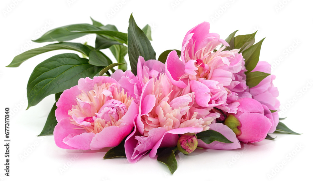 Pink peonies with green leaves.