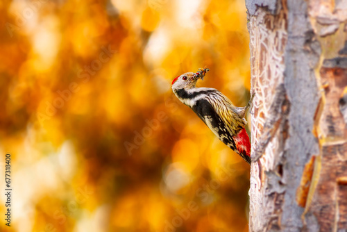 Cute Woodpecker on tree. Colorful nature background. Bird: Middle Spotted Woodpecker. Dendrocopos medius.