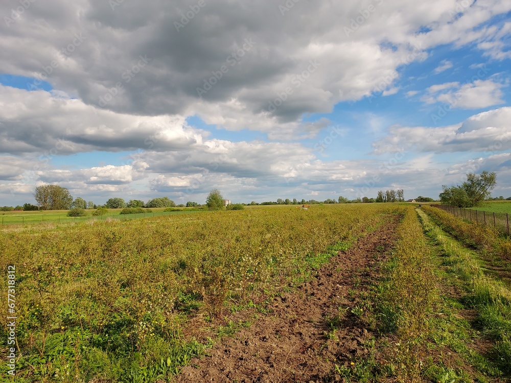 field of blueberry plant