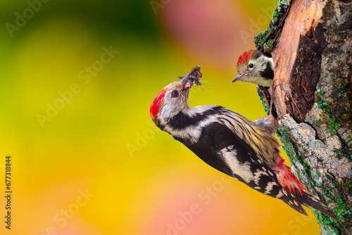 A woodpecker comes to its nest to feed its chicks. Colorful nature background. Bird: Middle Spotted Woodpecker. Dendrocopos medius.