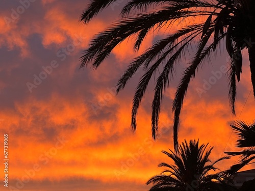 palm tree sunset