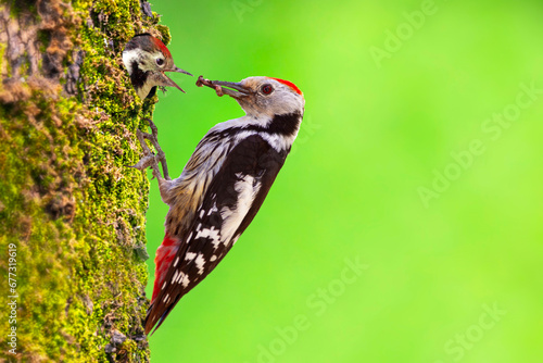 A woodpecker comes to its nest to feed its chicks. Colorful nature background. Bird: Middle Spotted Woodpecker. Dendrocopos medius. photo