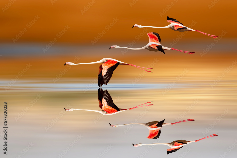 Flamingos flying over still water. Colorful nature background. Bird: Greater Flamingo. (Phoenicopterus roseus).