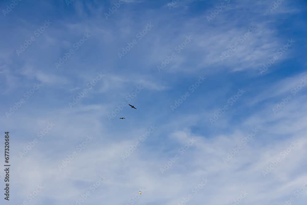 Obraz premium Birds flying in the sky over the clouds.