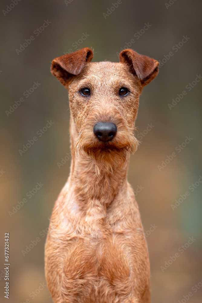 Beautiful irish terrier puppy portrait outdoor, autumn blurred background in forest Beautiful irish terrier puppy portrait outdoor, autumn blurred background in forest