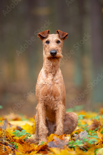 Beautiful irish terrier puppy portrait outdoor, autumn blurred background in forest