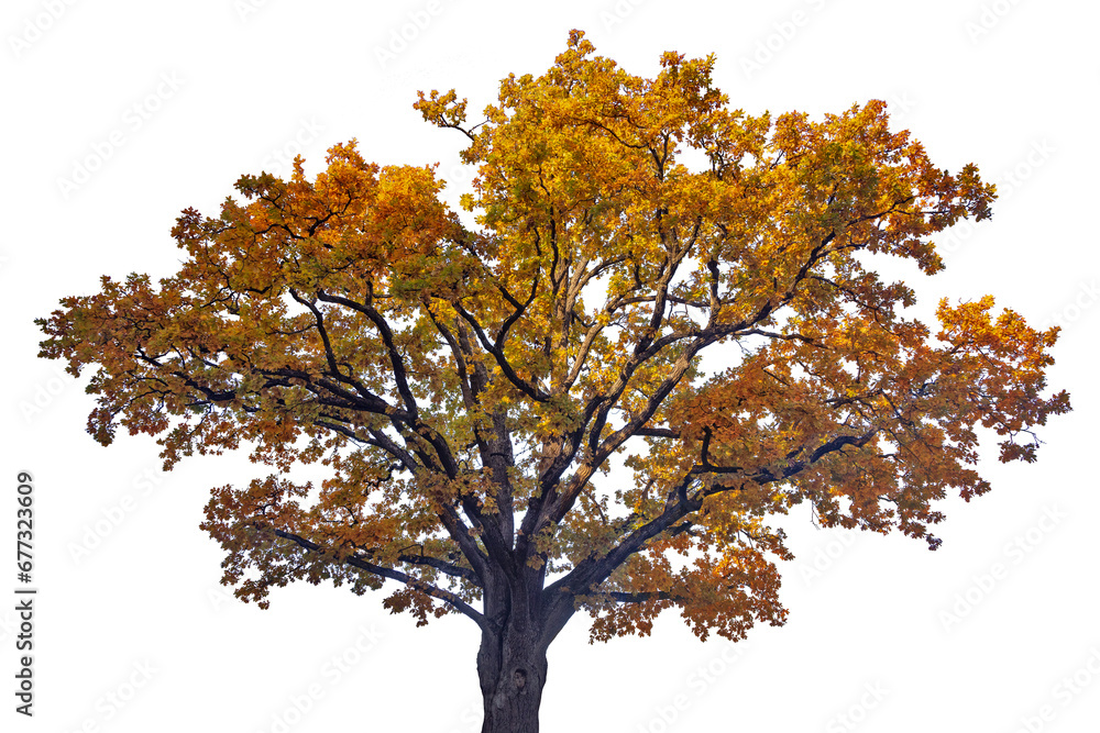 dark gold isolated on white old oak dark gold isolated on white old oak