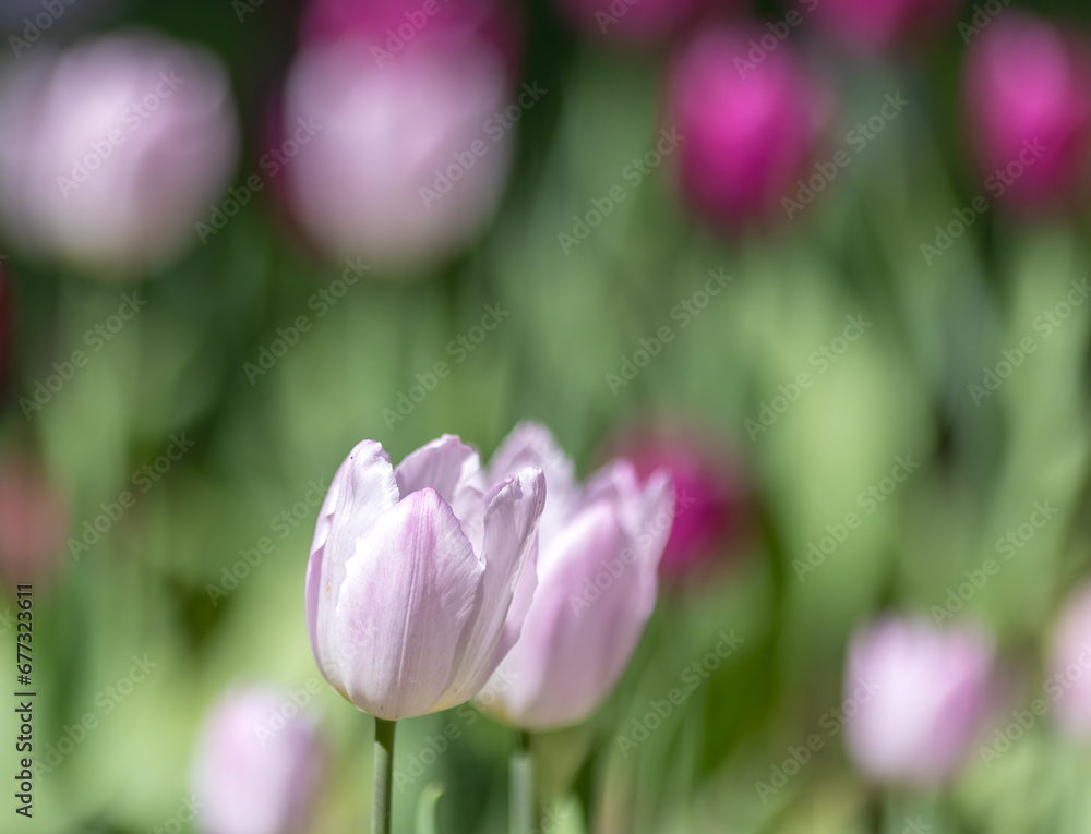 two pink tulips on flower background