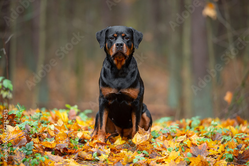 Beautiful black and tan rottweiler portrait  outdoor  autumn blurred background in forest